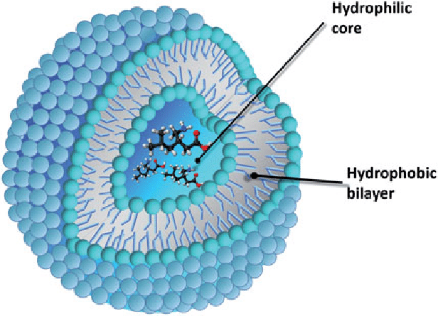 Liposome-for-drug-delivery
